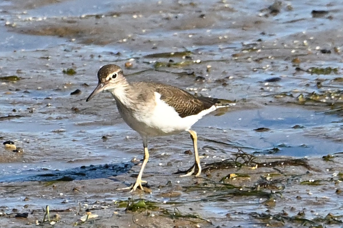 pisík obecný - ML644552366