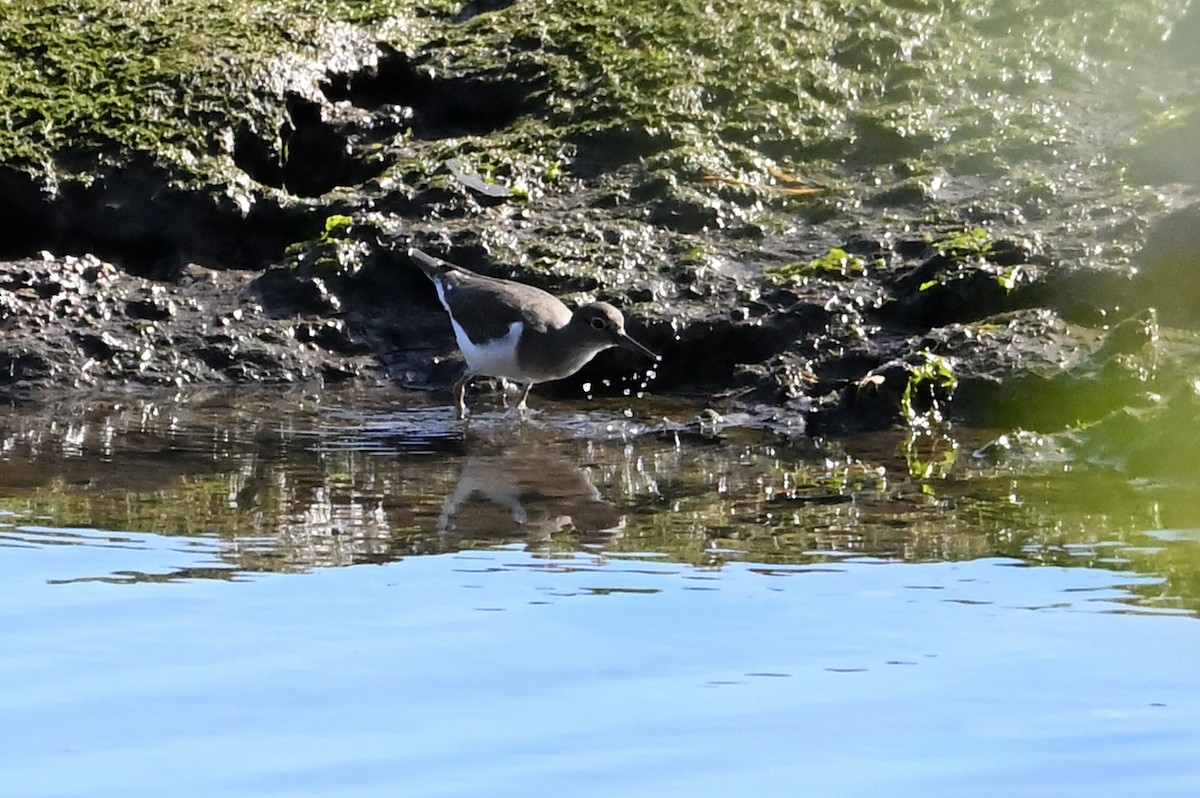 pisík obecný - ML644552367