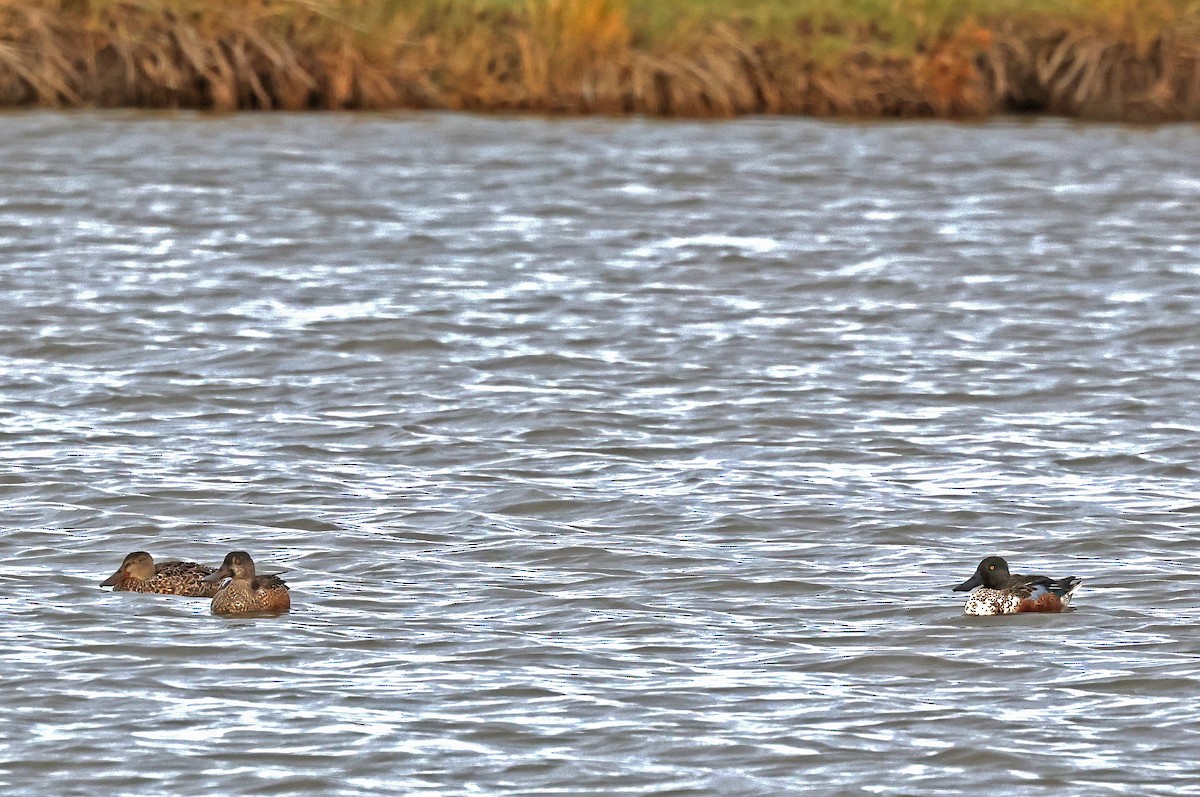 skjeand - ML644552368