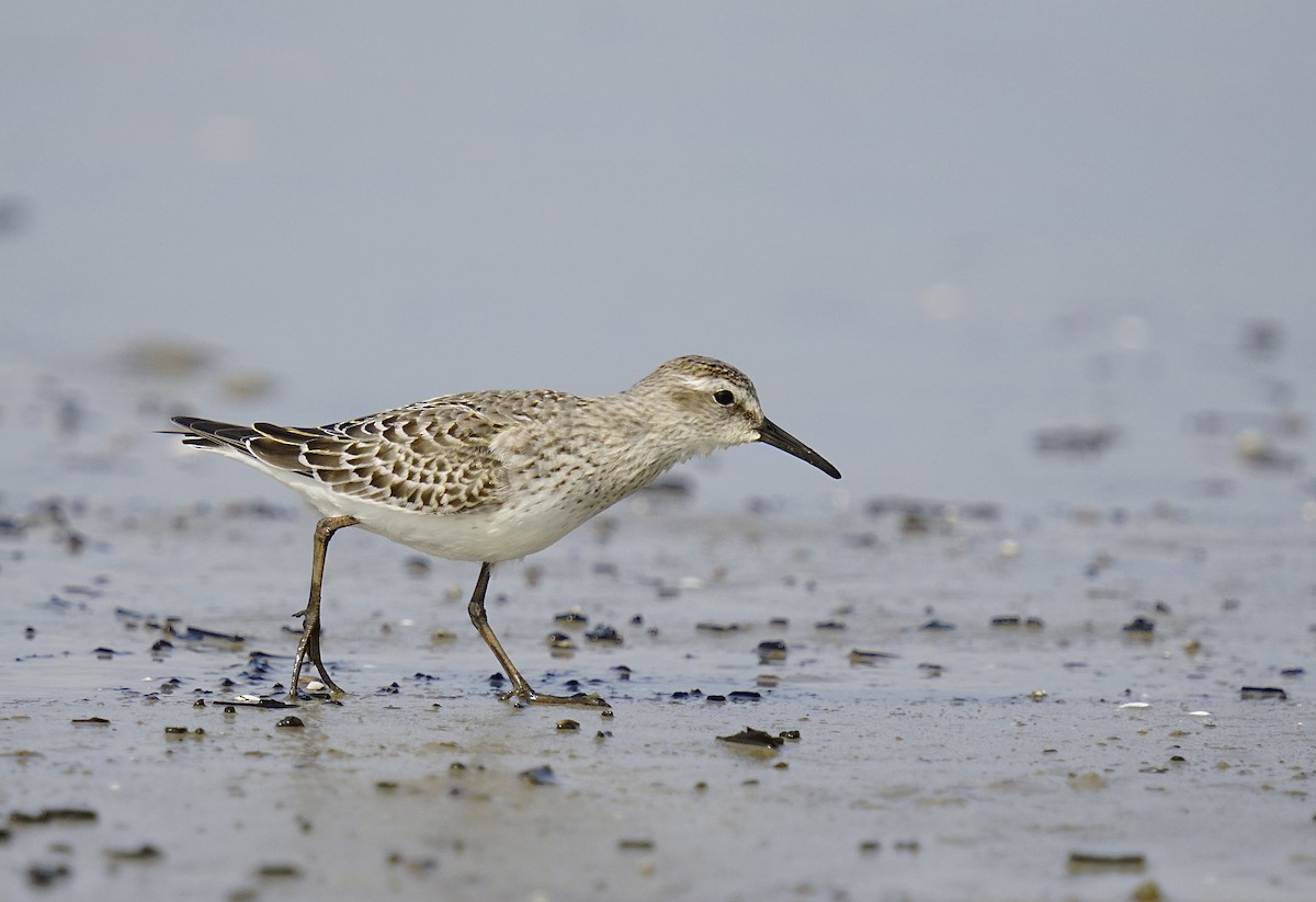 jespák tundrový - ML644552369