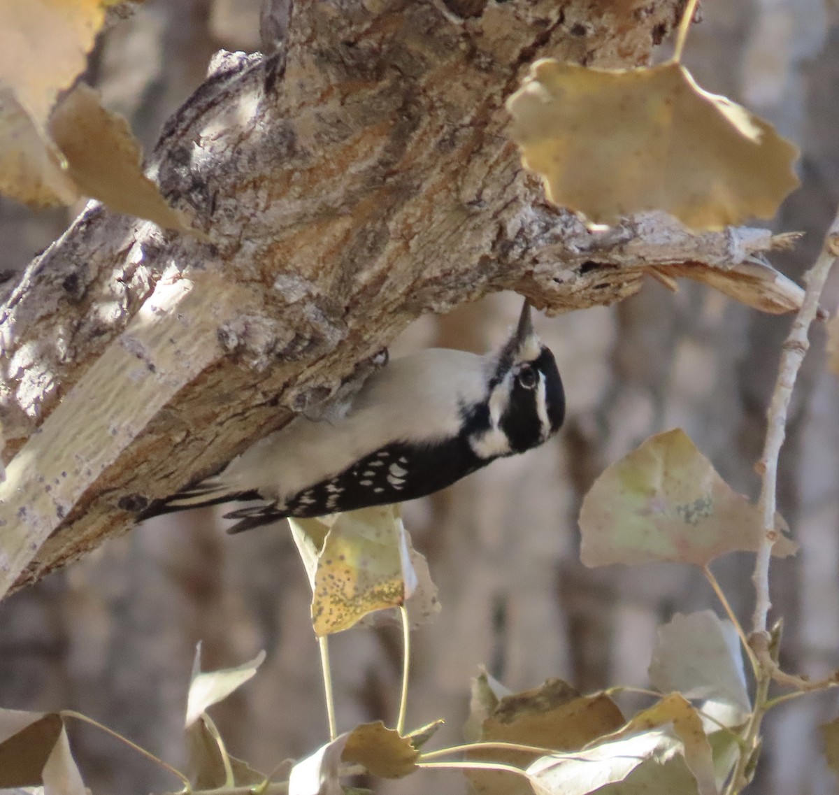 Downy Woodpecker - ML644552370