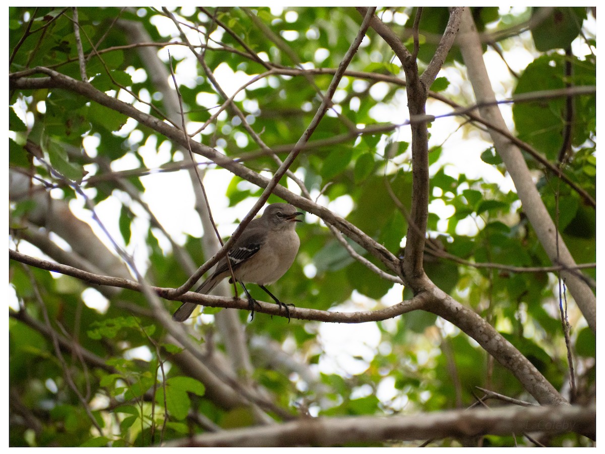 sangspottefugl - ML644552371