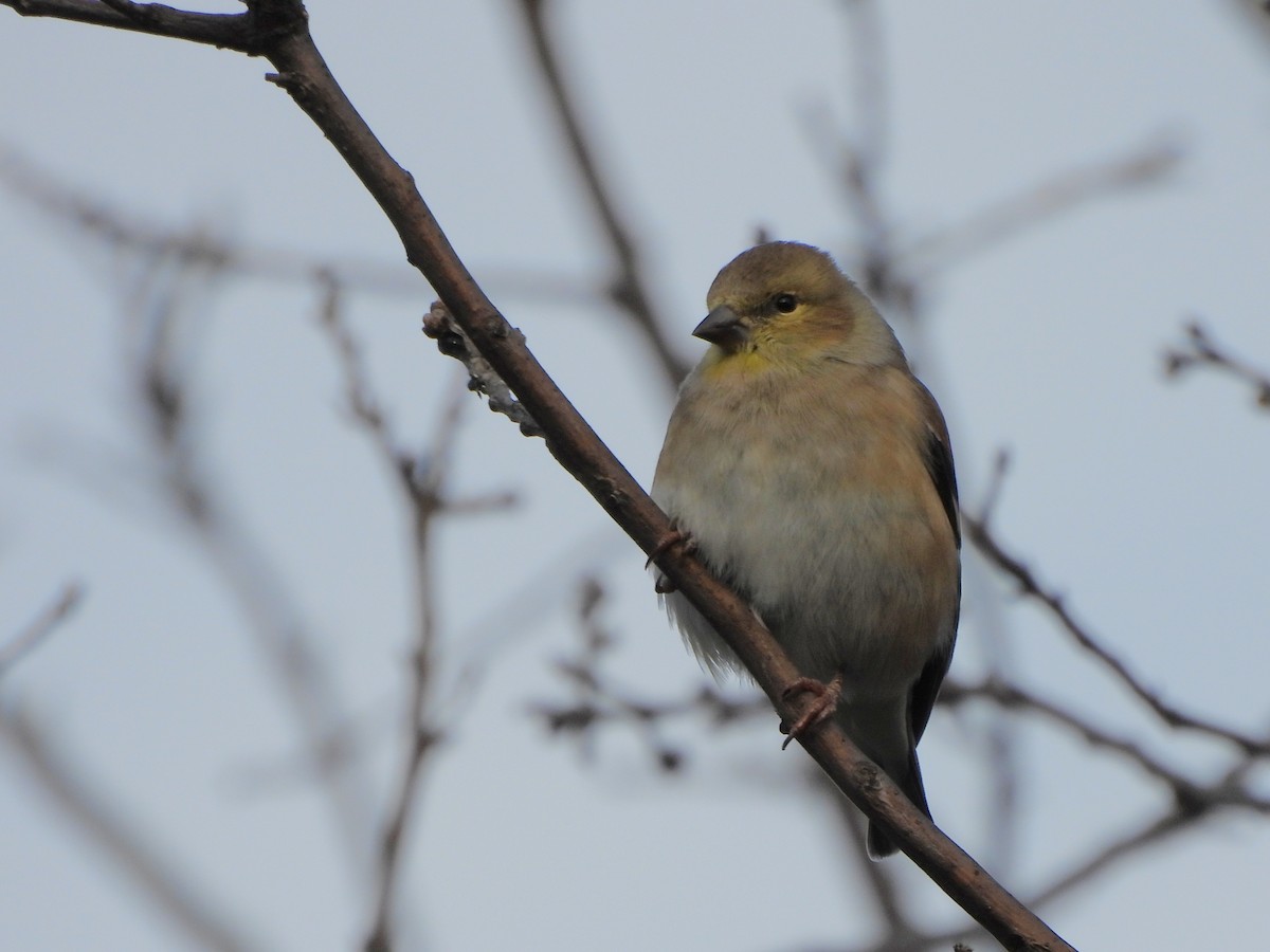American Goldfinch - ML644552378