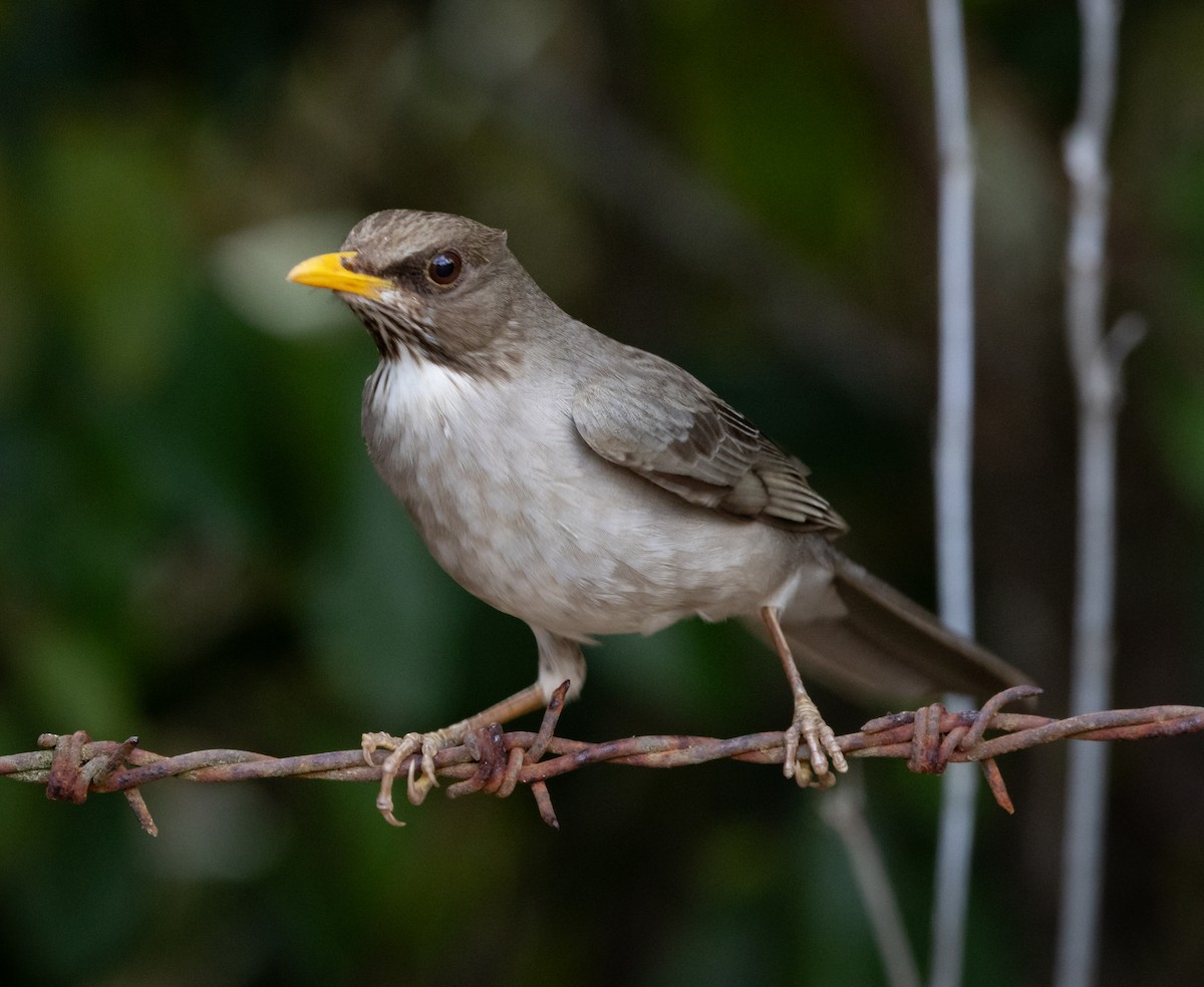 Creamy-bellied Thrush - ML644552381