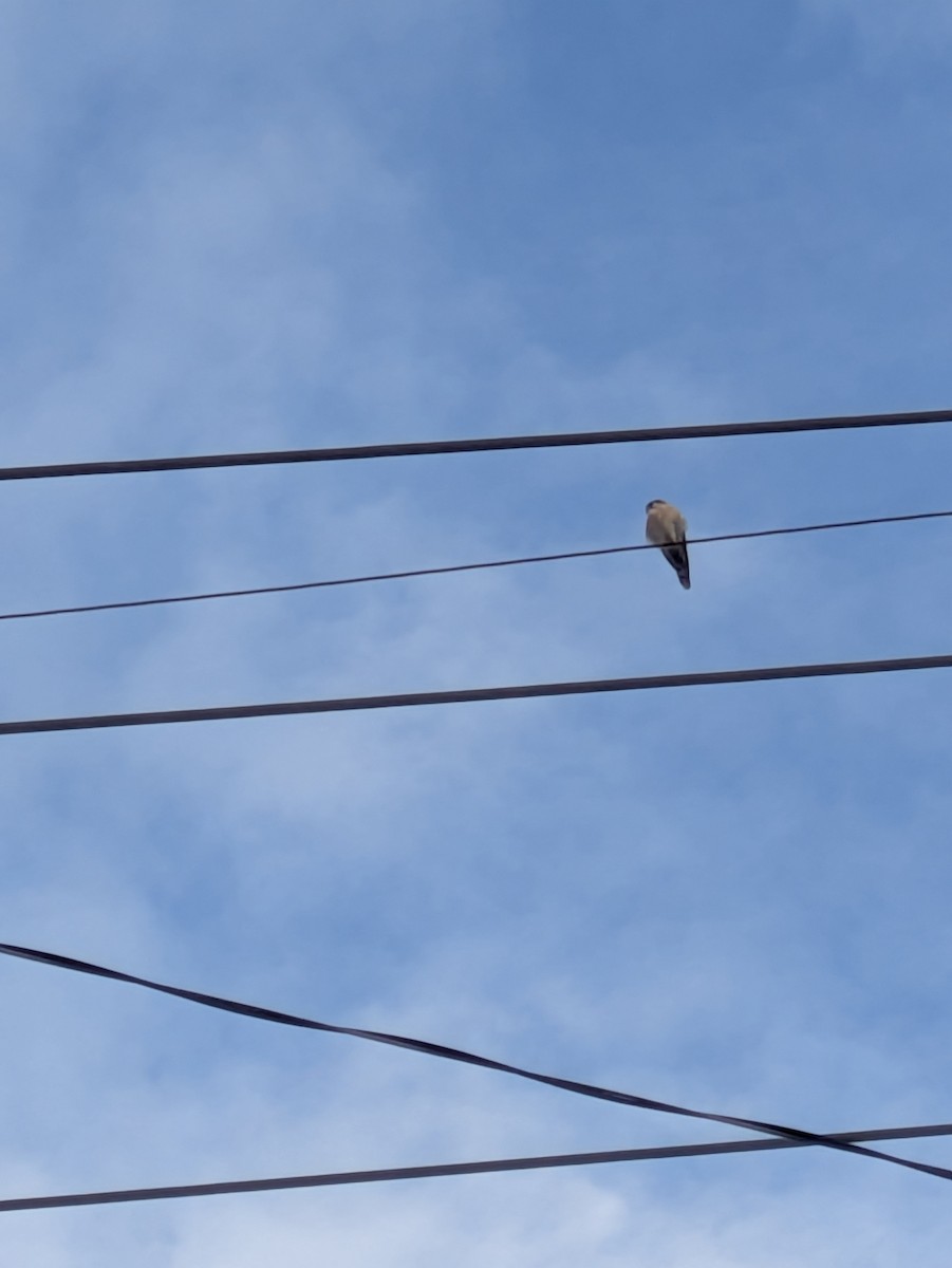 American Kestrel - ML644552382
