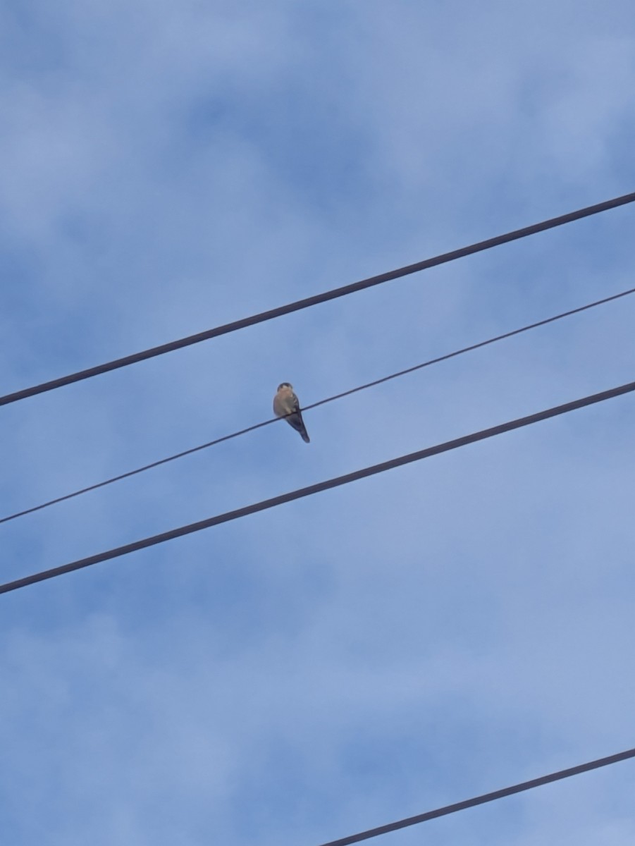 American Kestrel - ML644552383