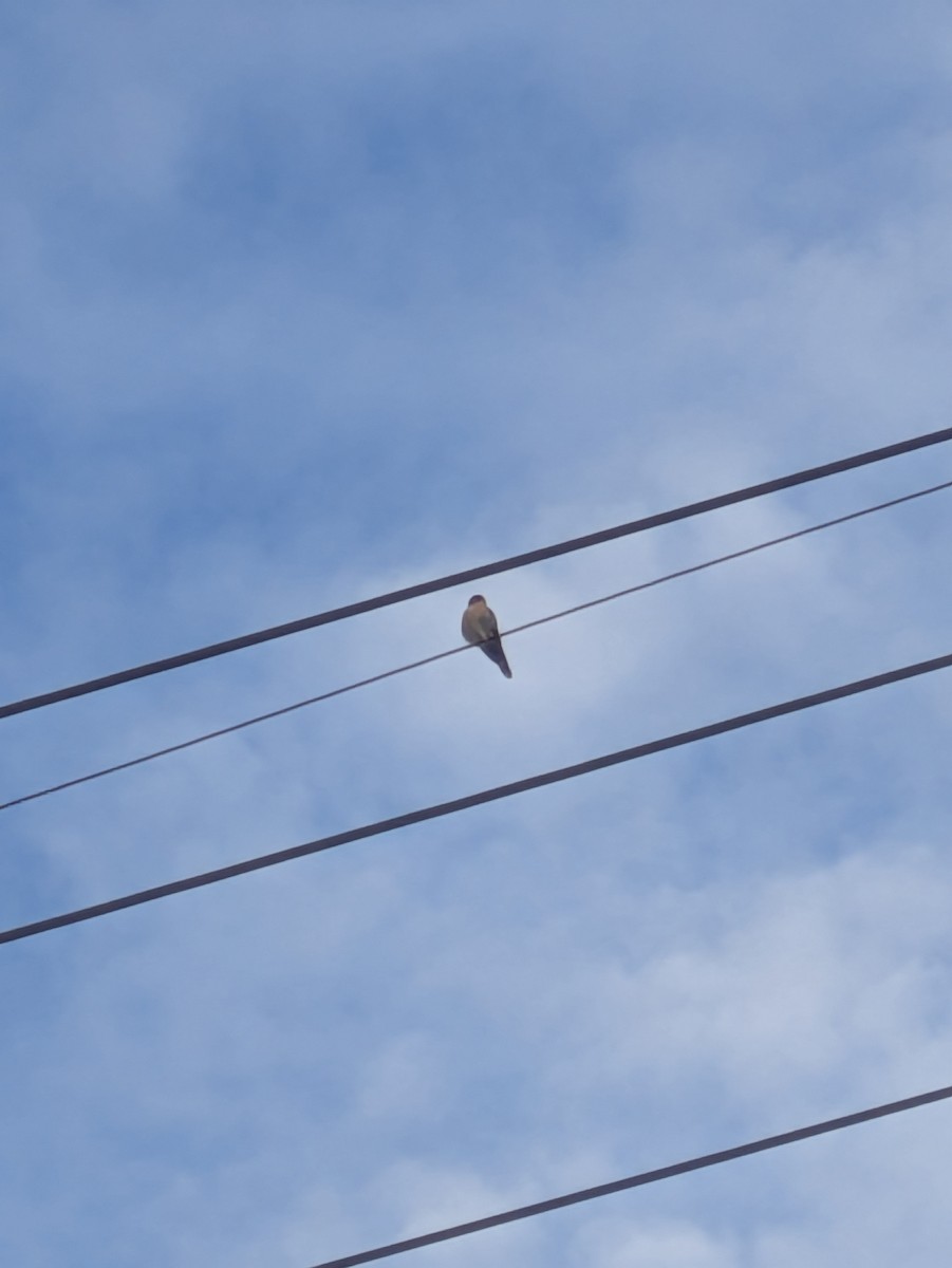 American Kestrel - ML644552384
