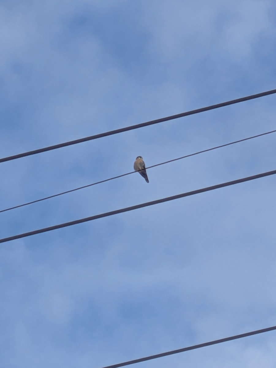 American Kestrel - ML644552385