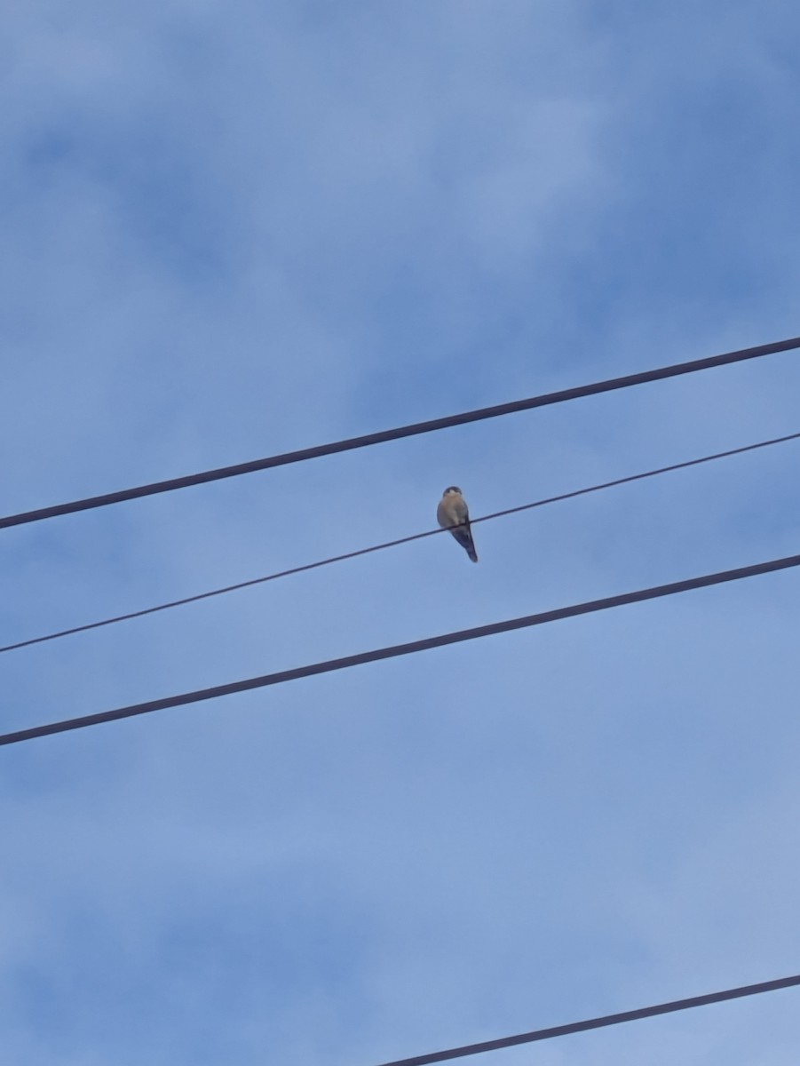 American Kestrel - ML644552386