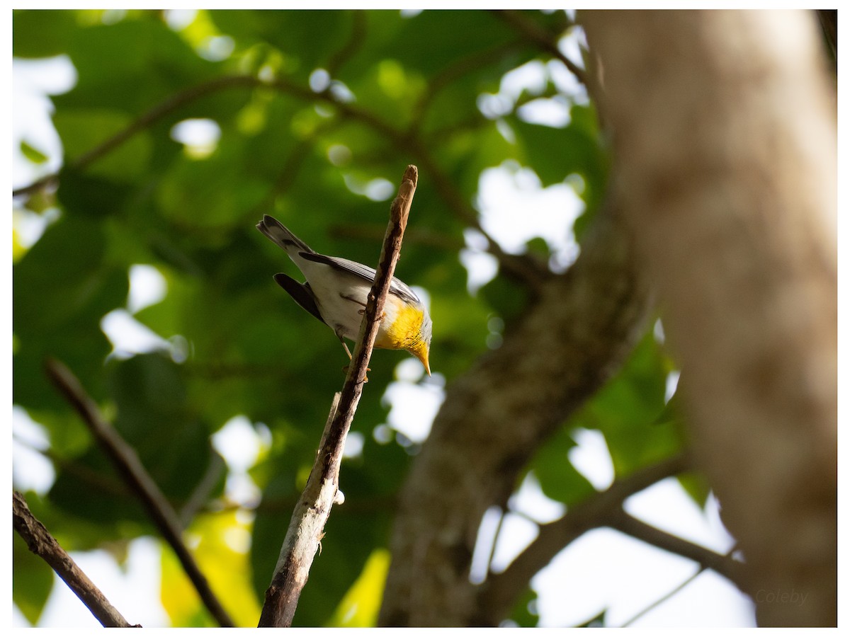 stryparula - ML644552392