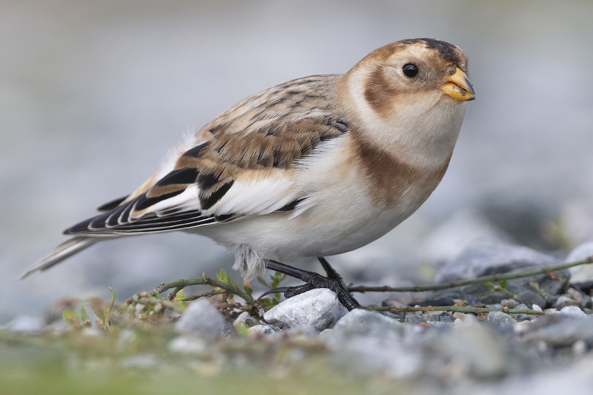Snow Bunting - ML644552395