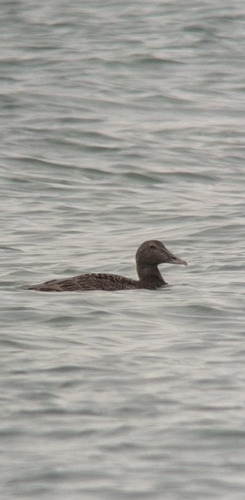 ærfugl - ML644552404