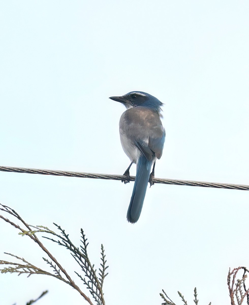 California Scrub-Jay - ML644552406