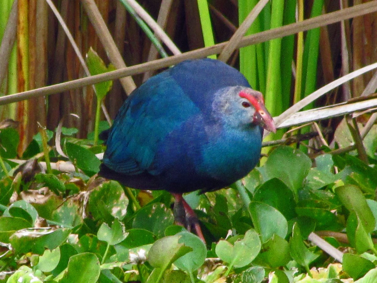 Gray-headed Swamphen - ML644552408