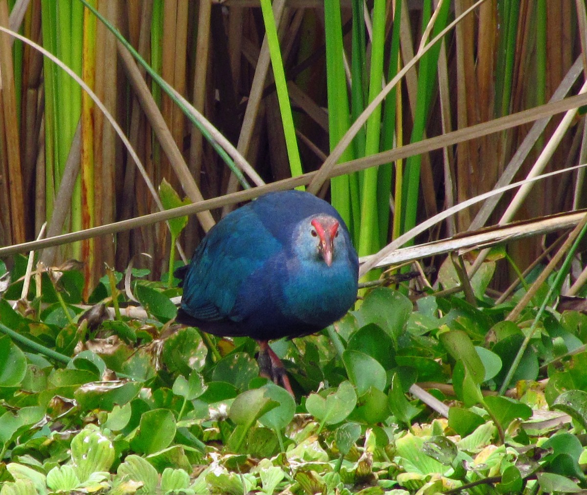 Gray-headed Swamphen - ML644552409