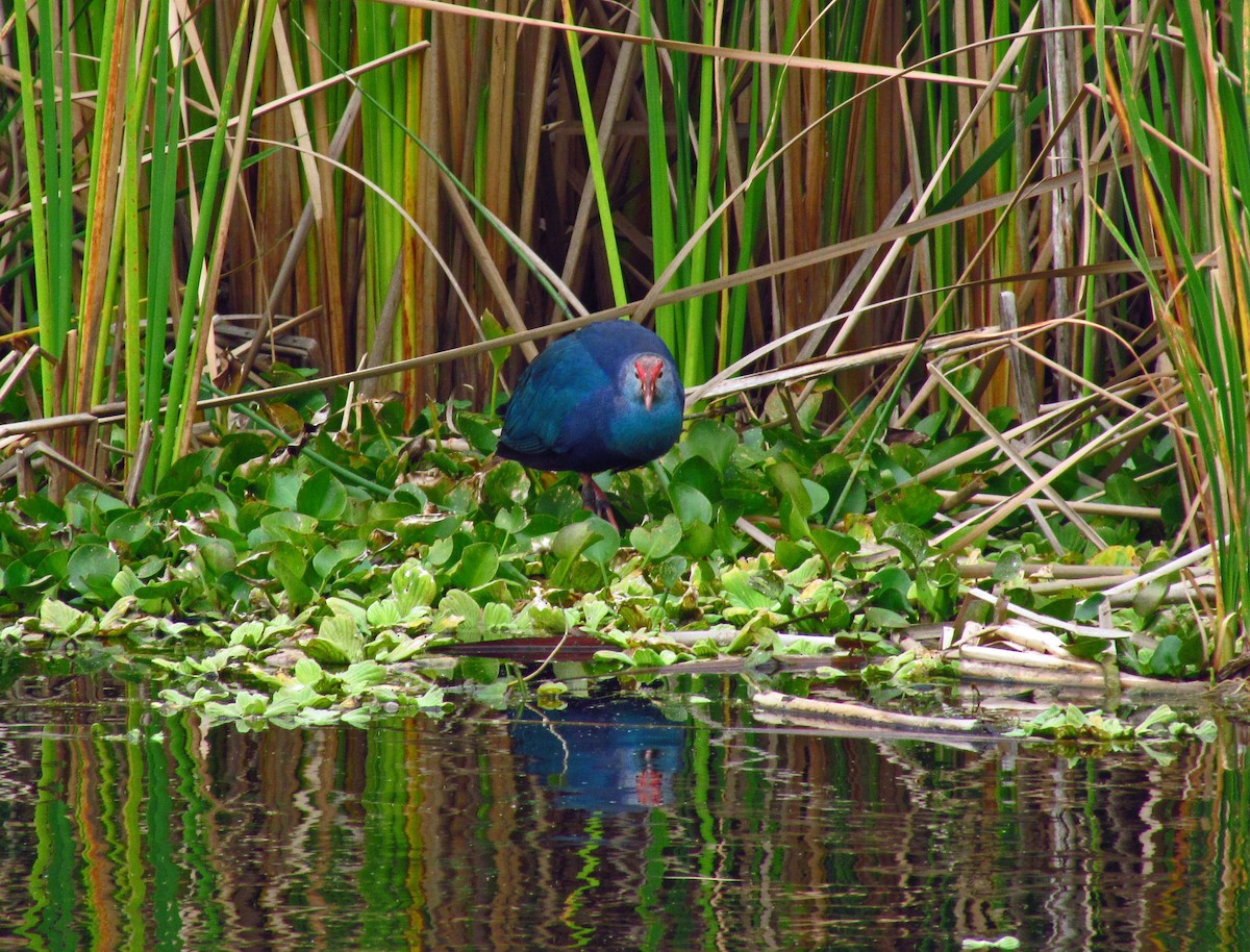 Gray-headed Swamphen - ML644552410
