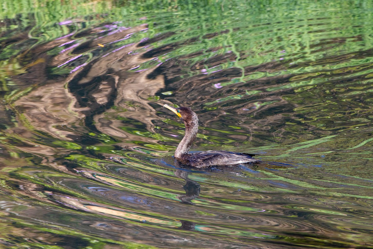 flodskarv - ML644552411