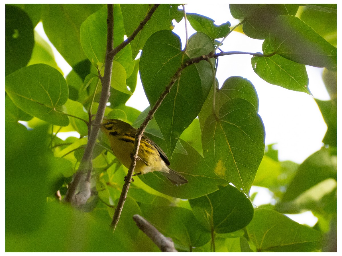 buskparula - ML644552412