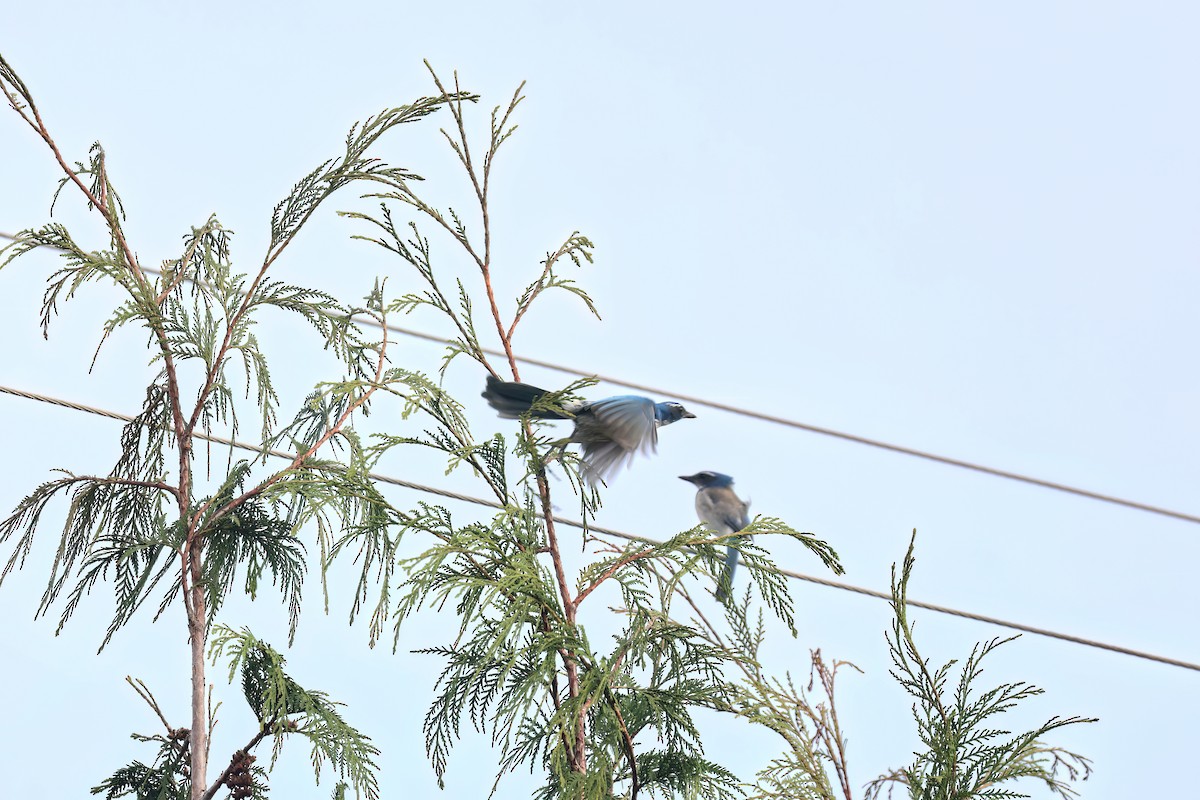 California Scrub-Jay - ML644552424