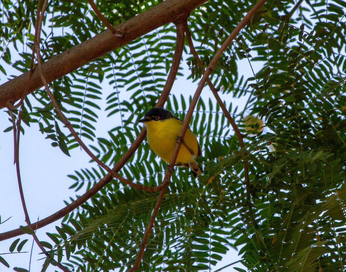 gjøglertodityrann - ML644552426