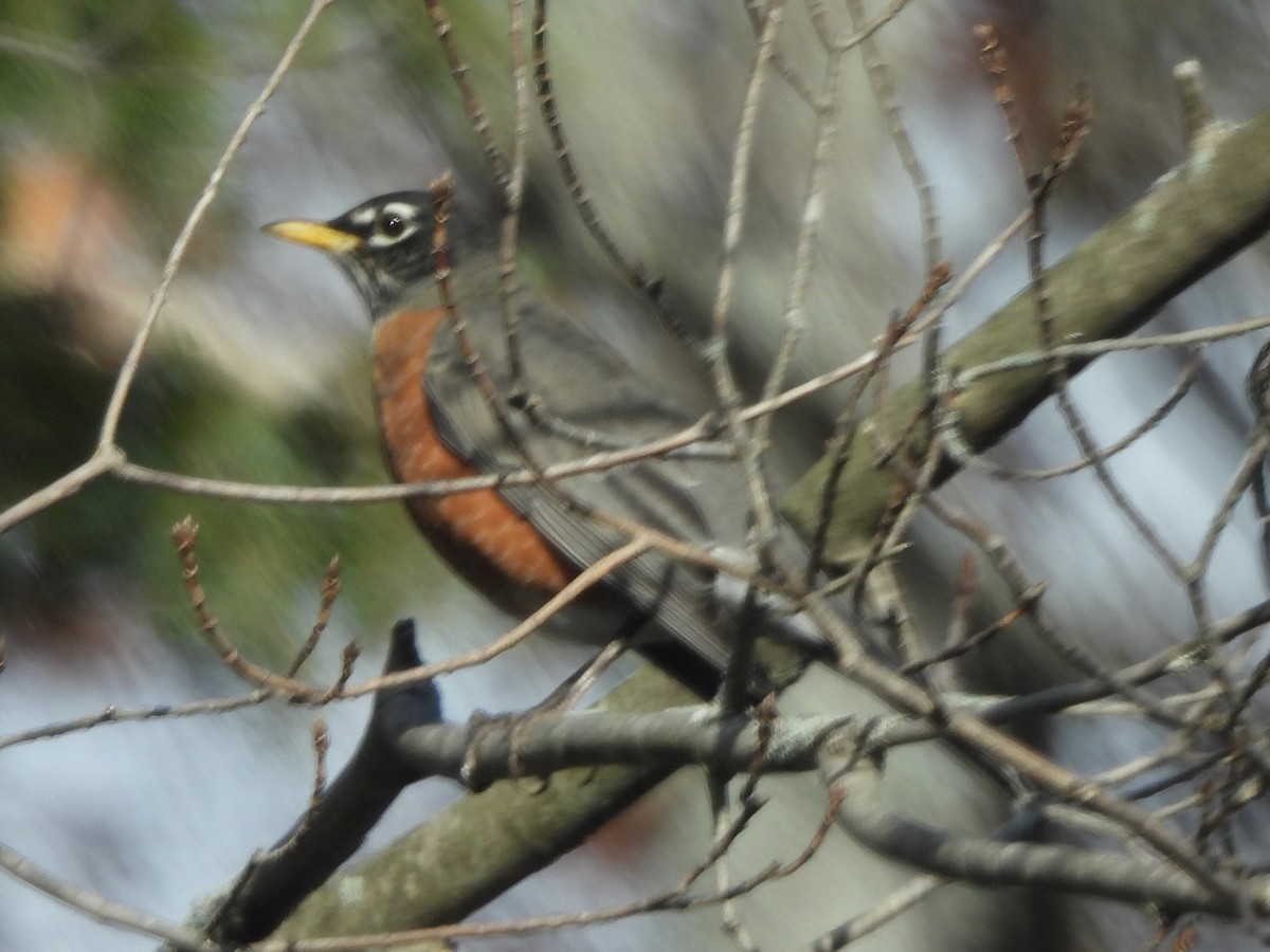 קיכלי נודד - ML644552431