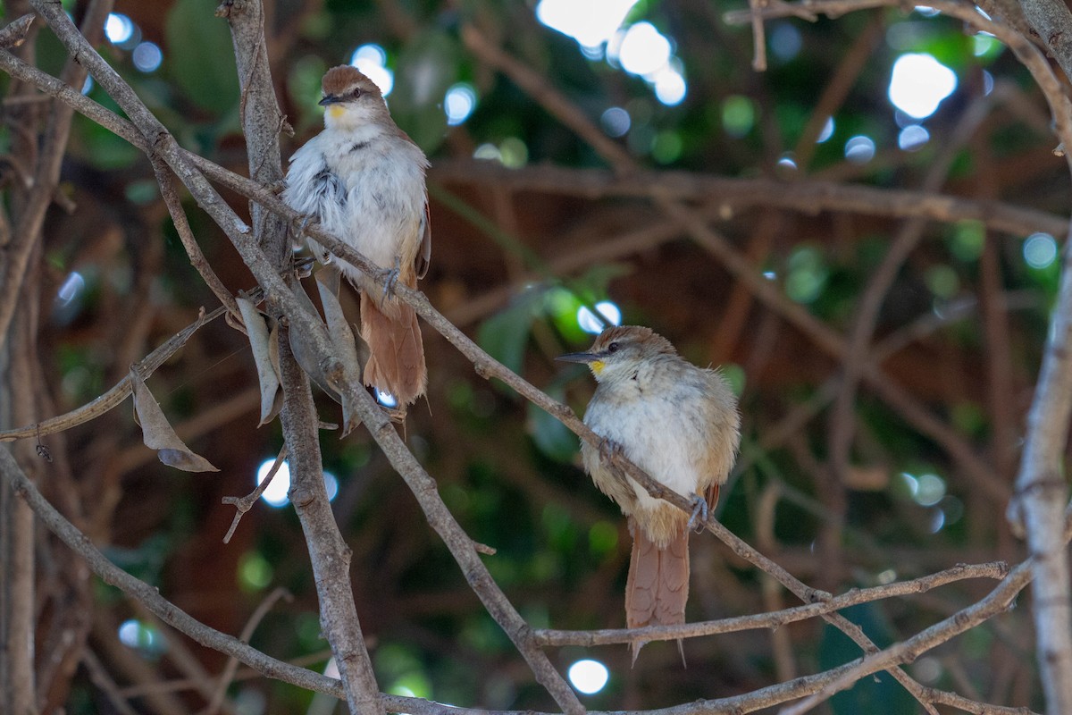 gulhakepiggstjert - ML644552436