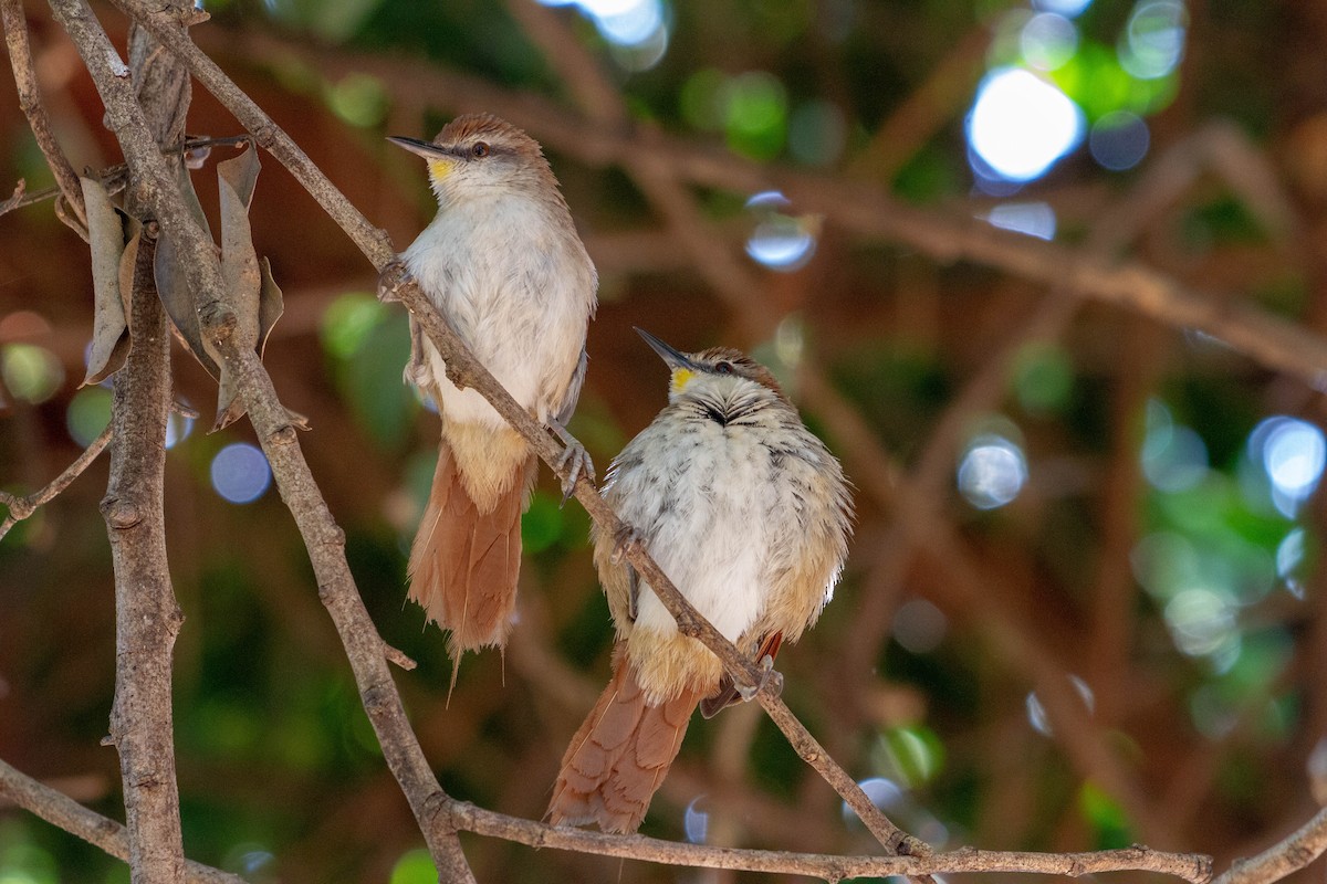 gulhakepiggstjert - ML644552437