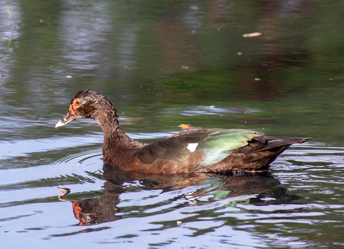 knoppand - ML644552449