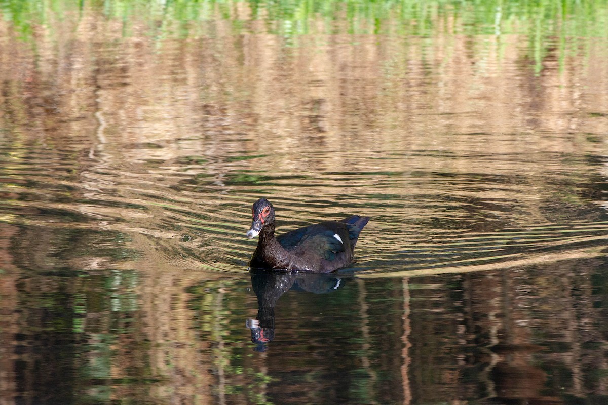 knoppand - ML644552450