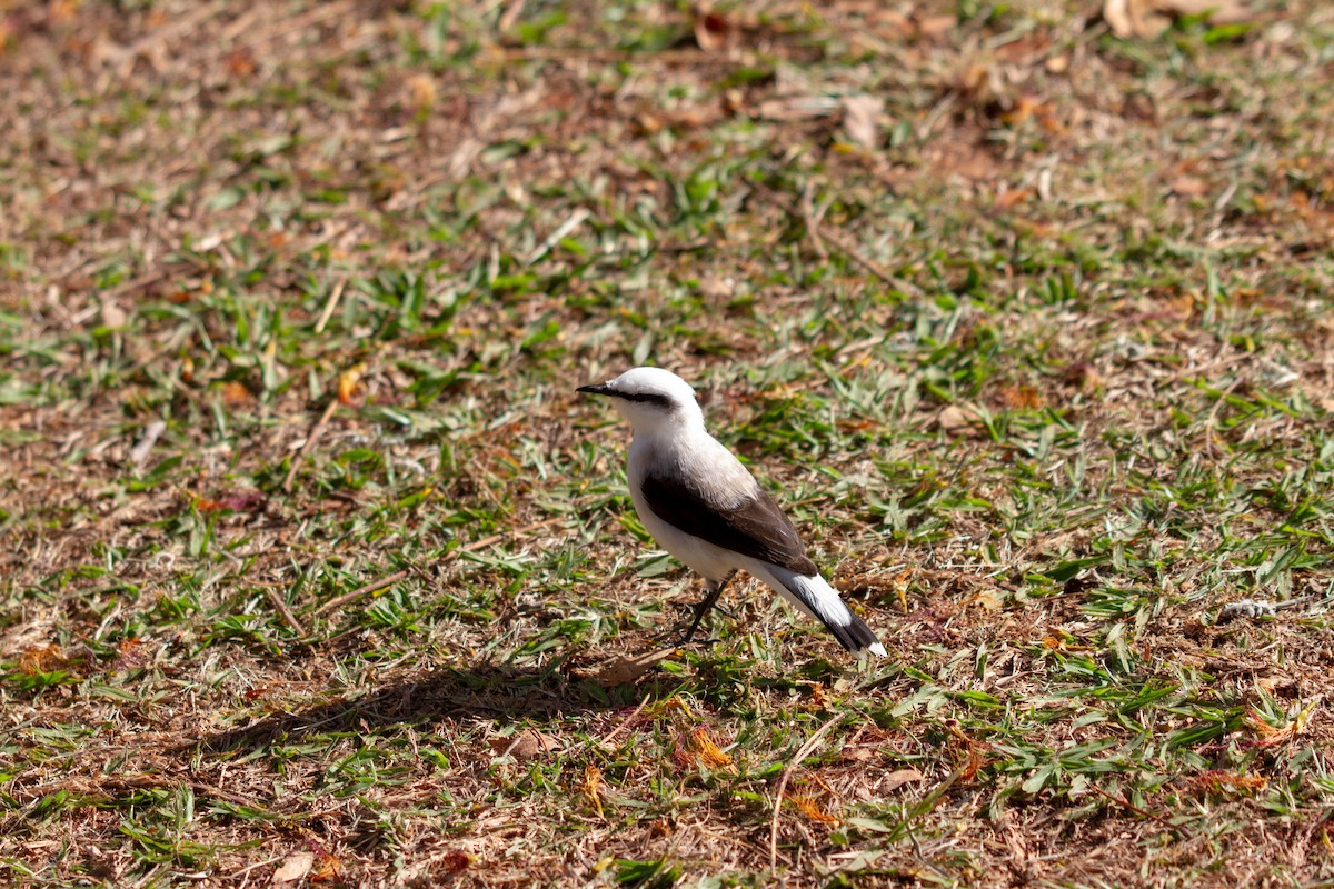 maskevanntyrann - ML644552454