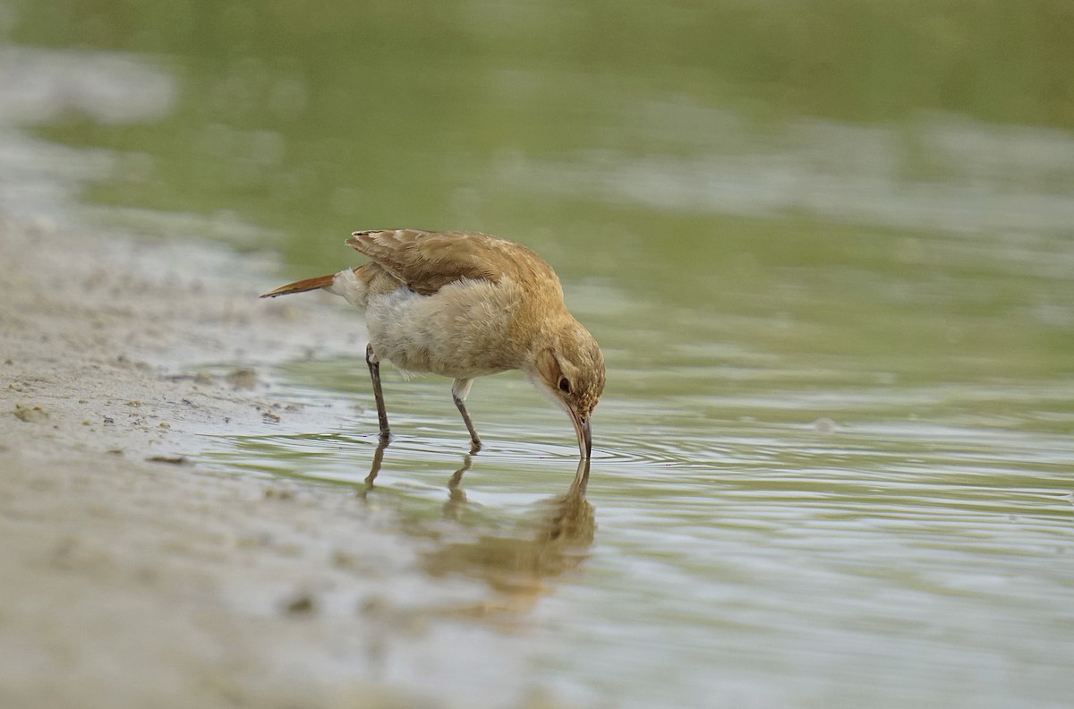 Pas Rengi Çömlekçikuşu - ML644552455