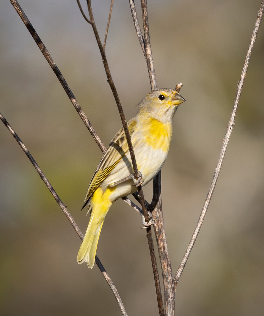 Saffron Finch - ML644552460