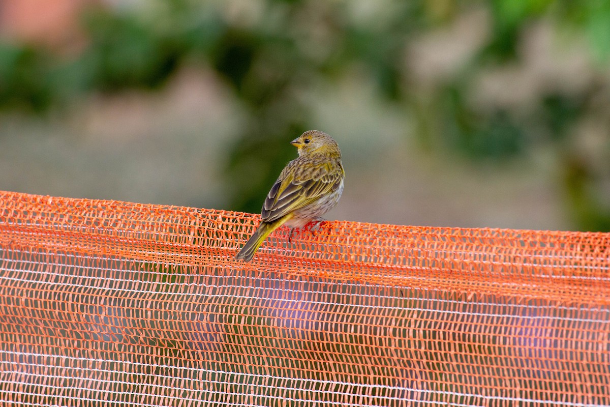 Saffron Finch - ML644552461