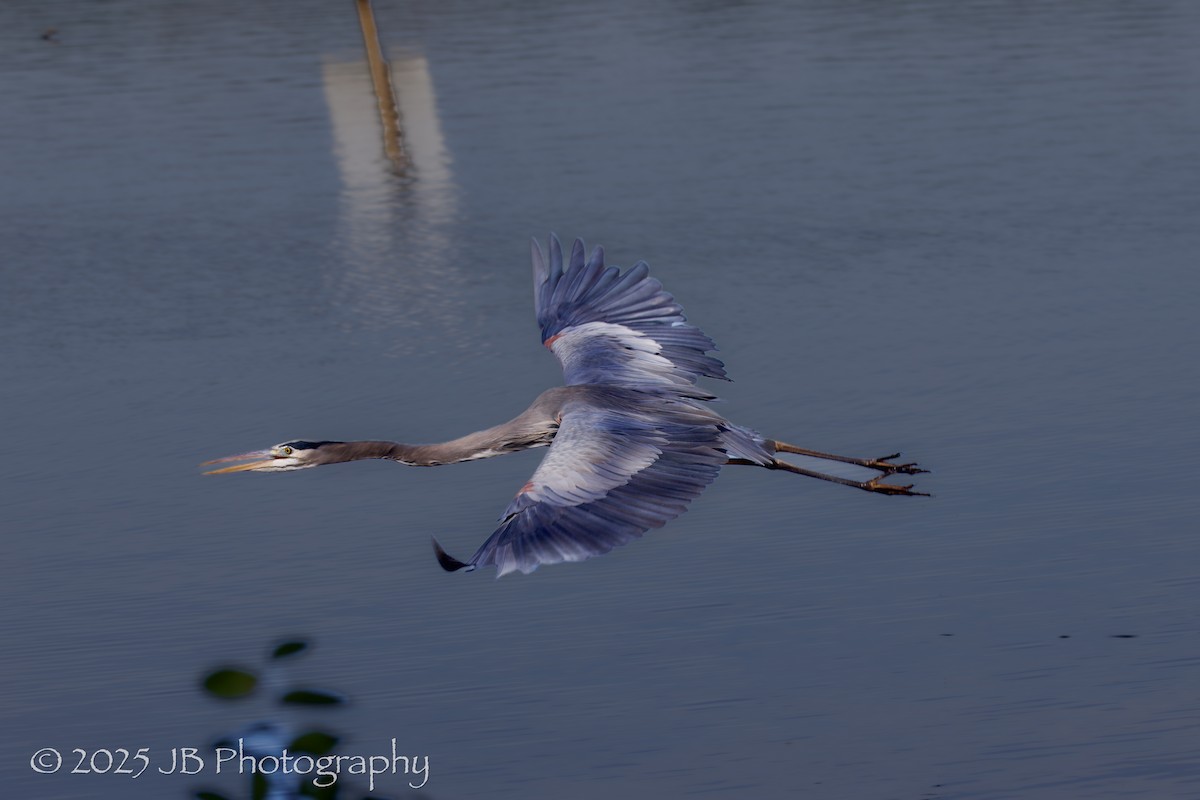 Grand Héron - ML644552462