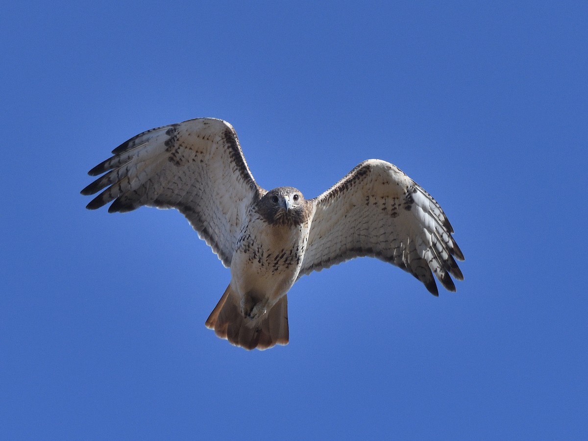 káně rudochvostá - ML644552464