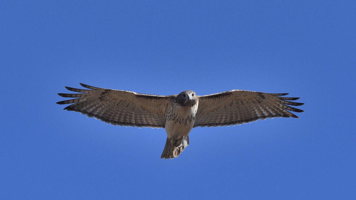 káně rudochvostá - ML644552465