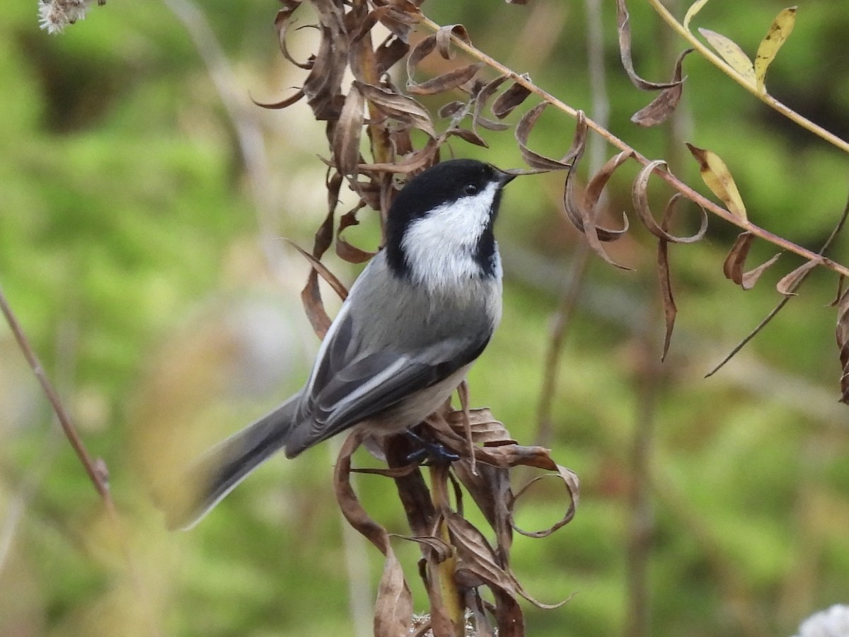 sýkora černohlavá - ML644552468