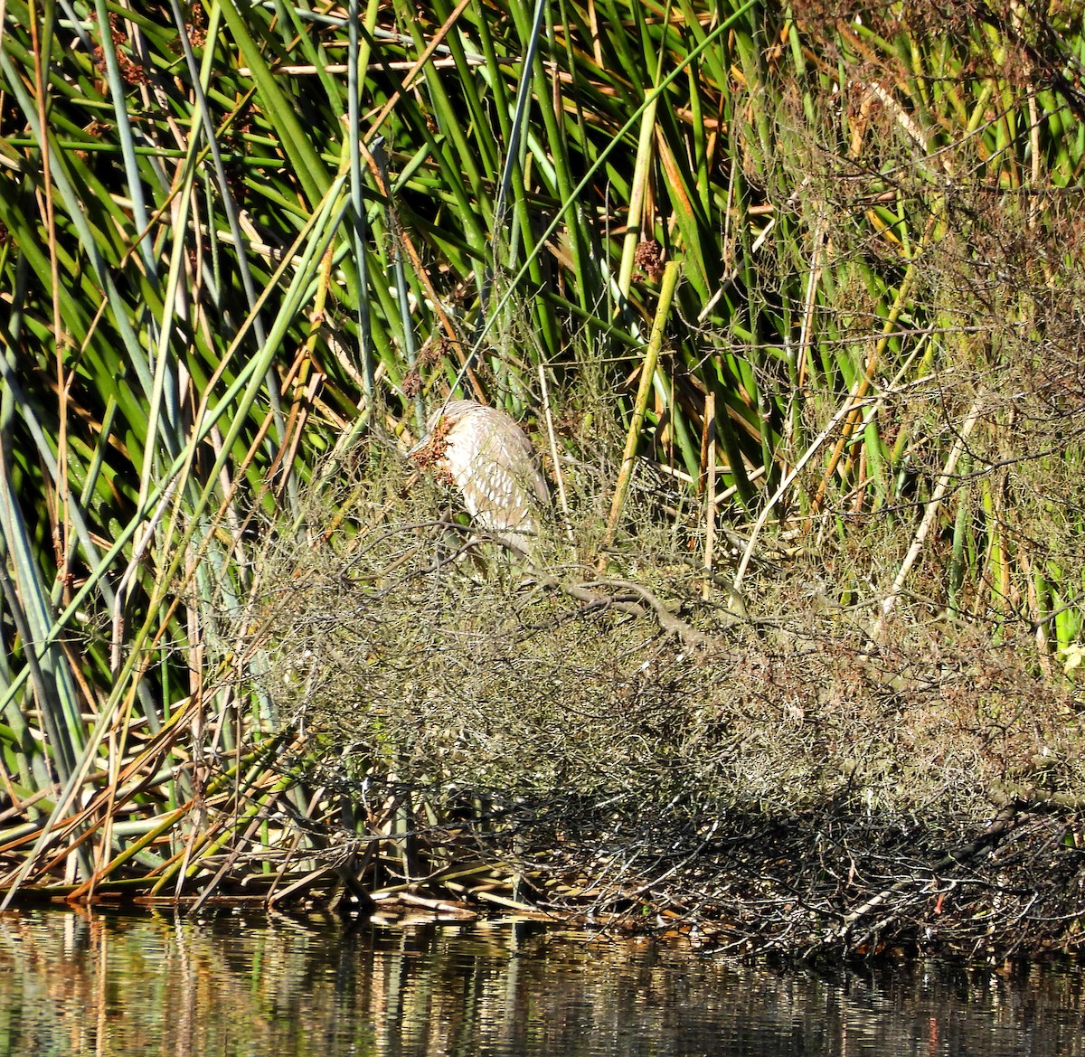 kvakoš noční - ML644552471