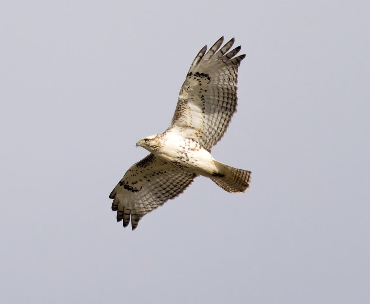 káně rudochvostá (ssp. kriderii) - ML644552476