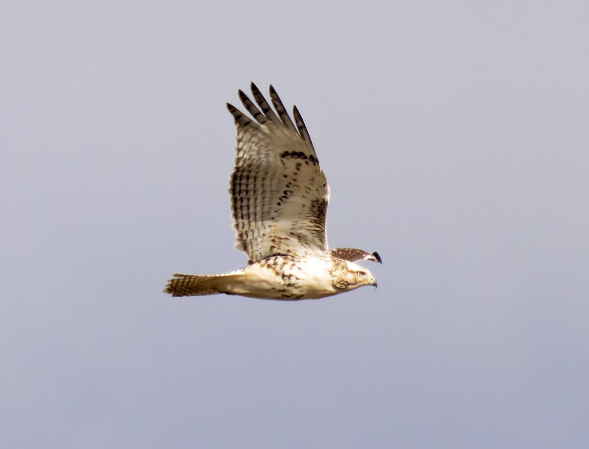 káně rudochvostá (ssp. kriderii) - ML644552478