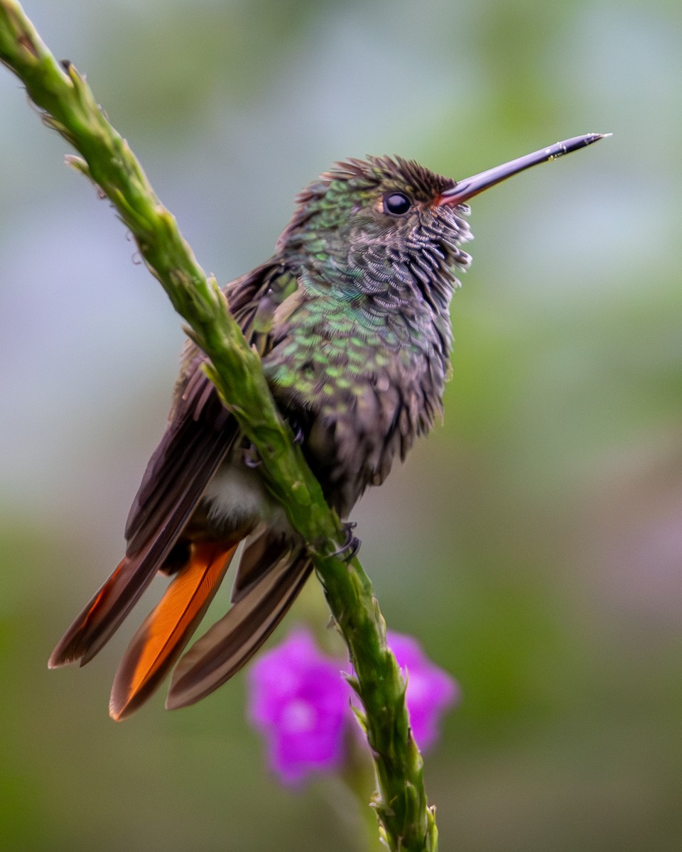 kolibřík rezavoocasý - ML644552481