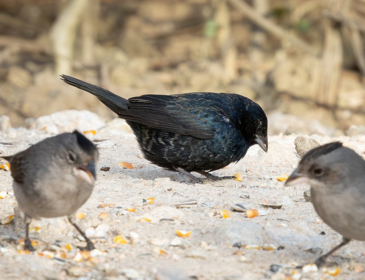 Blue-black Grassquit - ML644552483