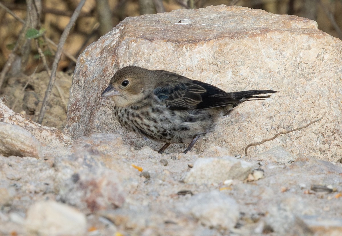 Blue-black Grassquit - ML644552484