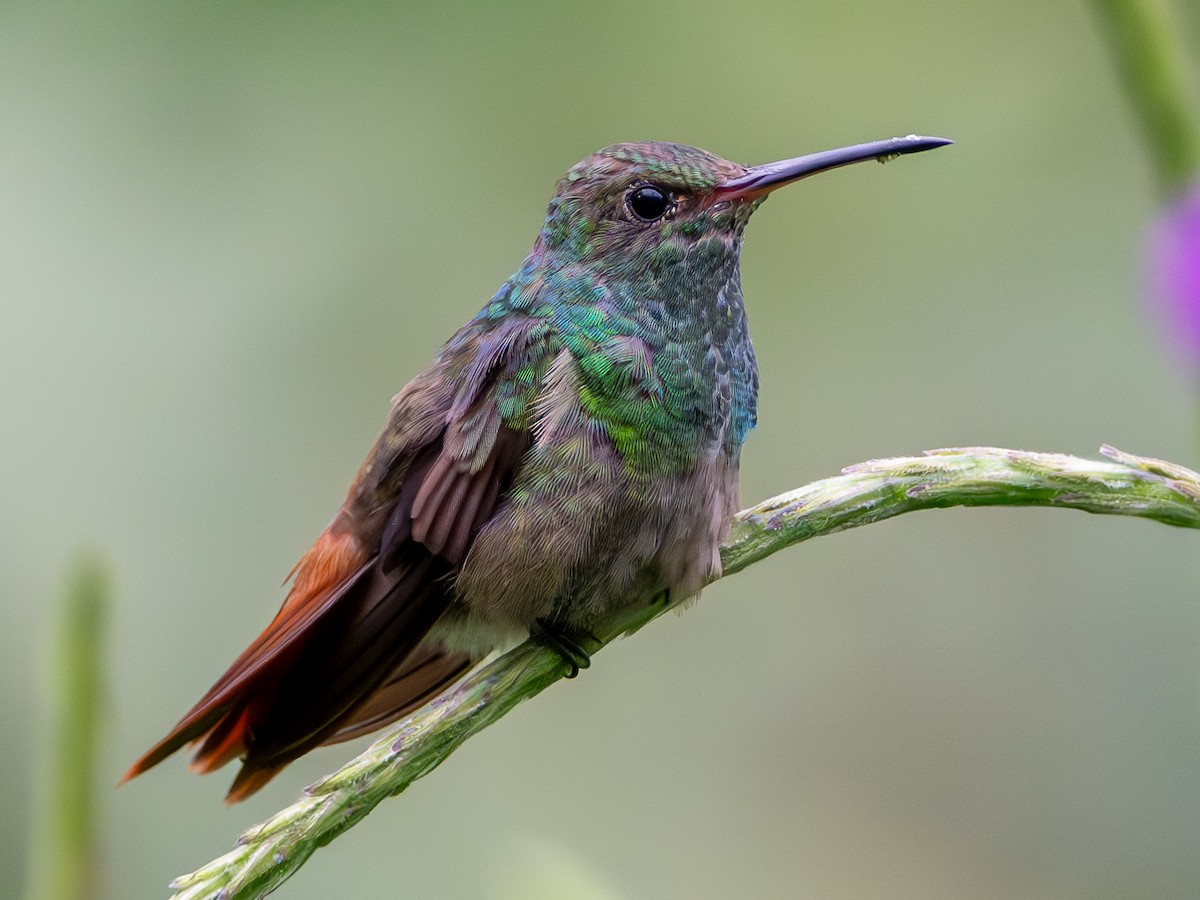 kolibřík rezavoocasý - ML644552485