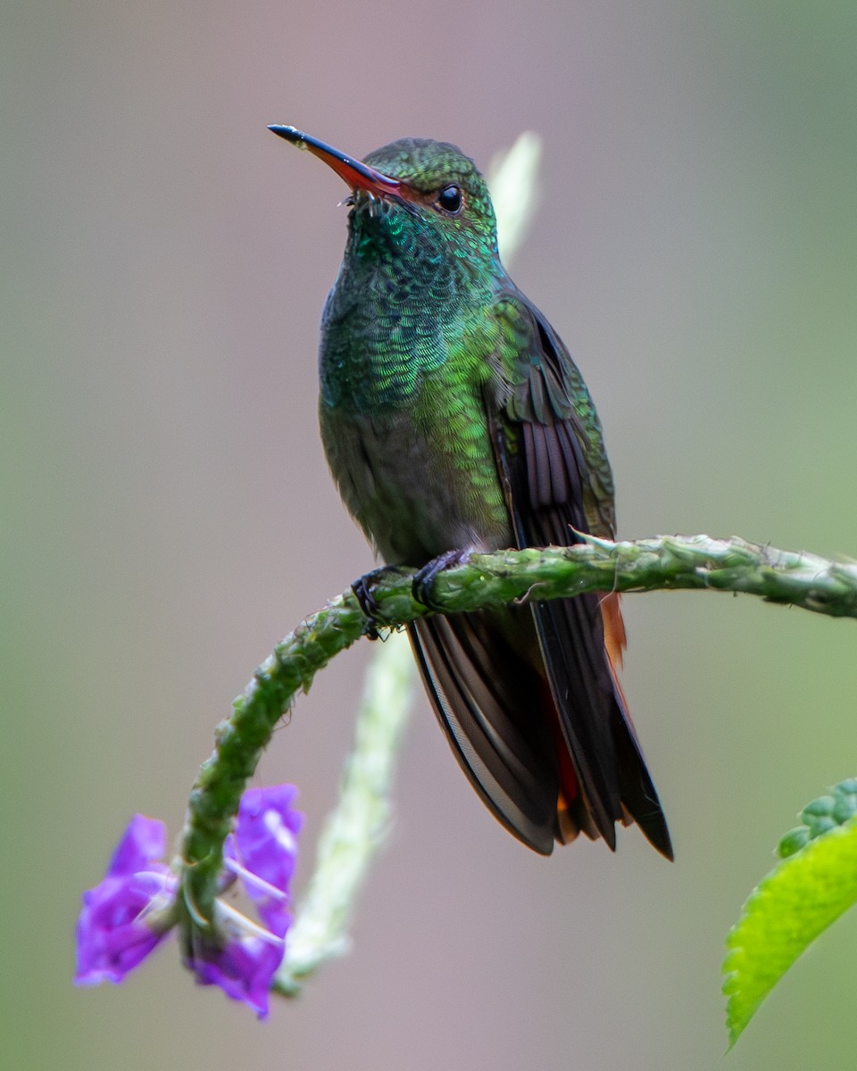 kolibřík rezavoocasý - ML644552489