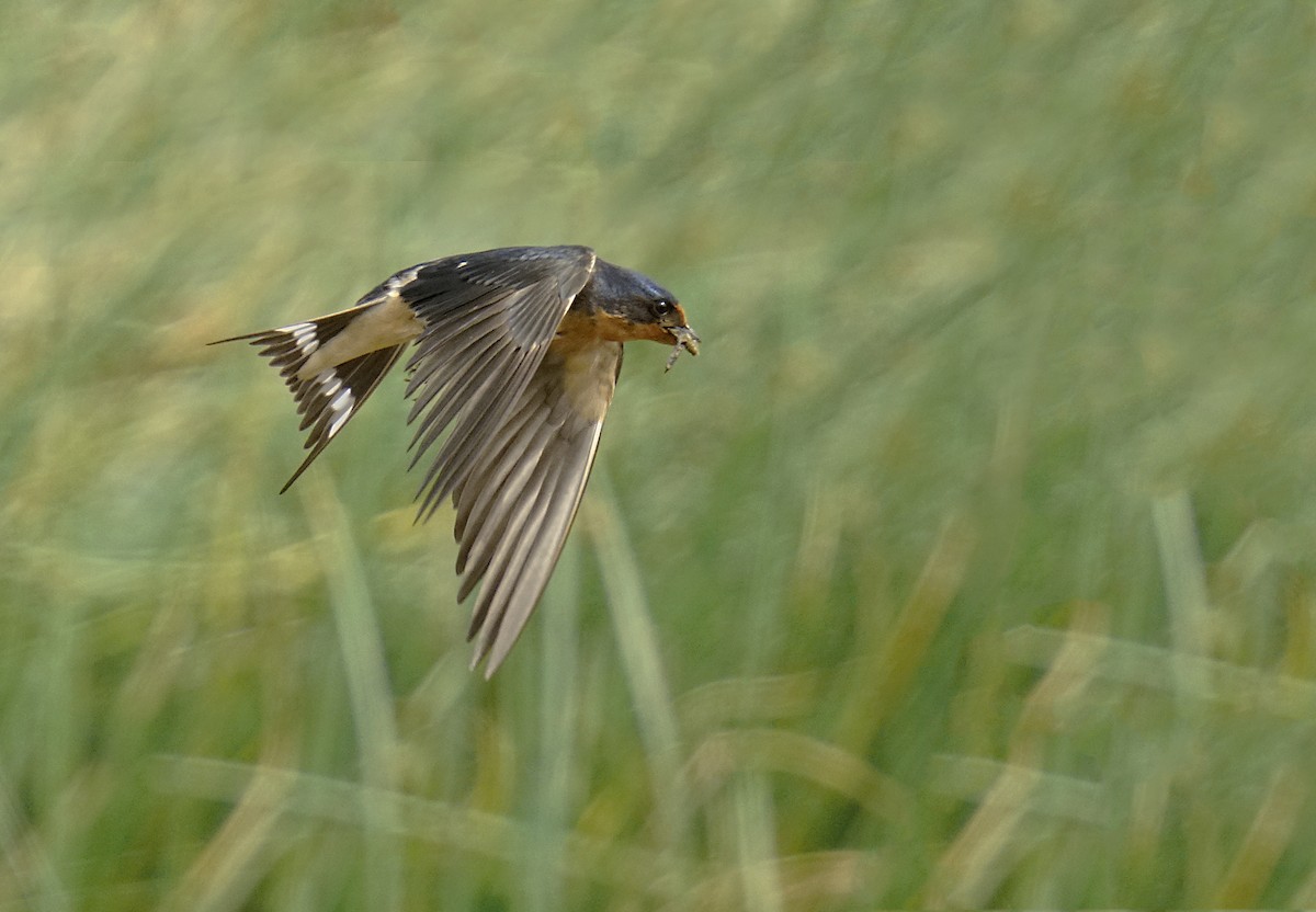 vlaštovka obecná - ML644552502