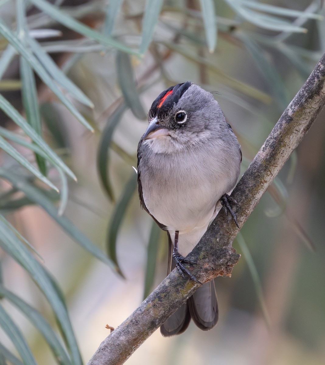 Pileated Finch - ML644552506