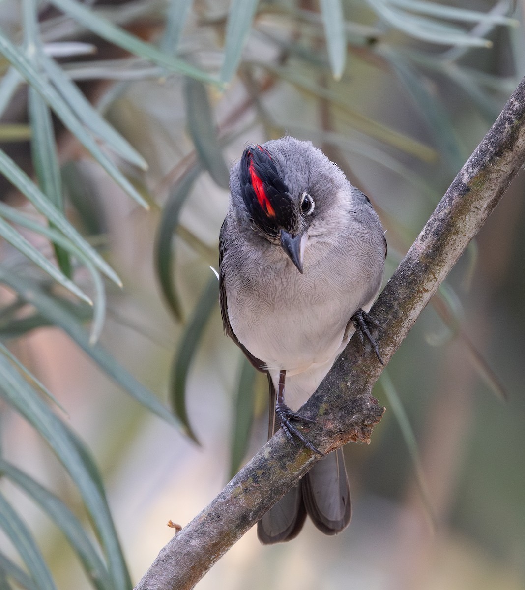 Pileated Finch - ML644552507