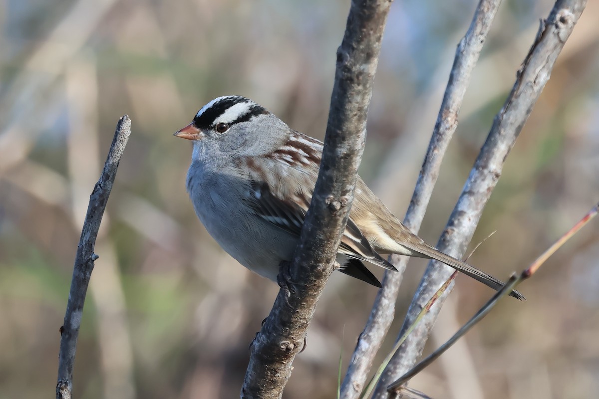 White-crowned Sparrow - ML644552521
