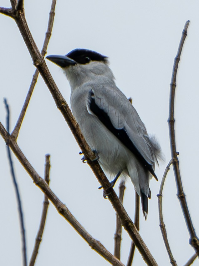 Black-crowned Tityra - ML644552522